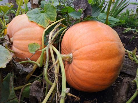 raised bed pumpkins